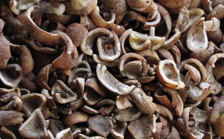 2025ലെ വിള സീസണിൽ കൊപ്രയുടെ എംഎസ്പി കേന്ദ്രം വർധിപ്പിച്ചു