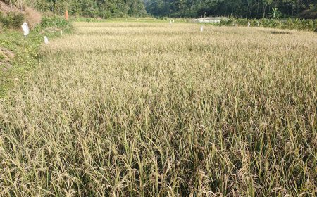 കട്ടമുടിക്കുടിയിലെ കൊയ്ത്തുത്സവം മന്ത്രി ഒ.ആർ. കേളു വെള്ളിയാഴ്ച്ച ഉദ്‌ഘാടനം ചെയ്യും