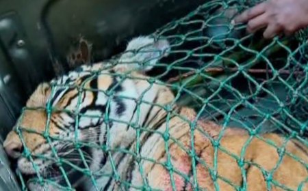 വയനാട്ടിലെ ആളെക്കൊല്ലി കടുവ ചത്ത നിലയിൽ