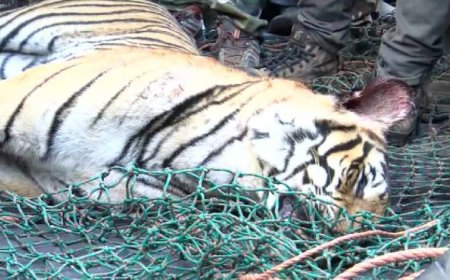 വയനാട്ടിലെ ആളെക്കൊല്ലി കടുവയുടെ പോസ്റ്റുമോർട്ടം പൂർത്തിയായി