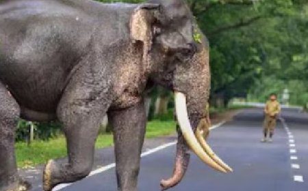 വാല്‍പ്പാറയില്‍ ബൈക്ക് റൈഡിനെത്തിയ ജര്‍മന്‍ സ്വദേശിക്ക് കാട്ടാന ആക്രമണത്തില്‍ ദാരുണാന്ത്യം 