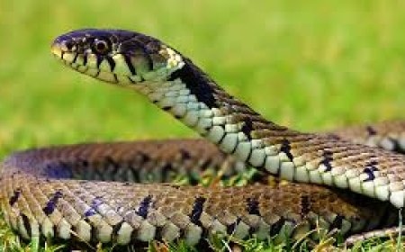 മനുഷ്യ-വന്യജീവി സംഘർഷം: പാമ്പ് കടിയേറ്റുള്ള മരണത്തിന് നാല് ലക്ഷം രൂപ സഹായം