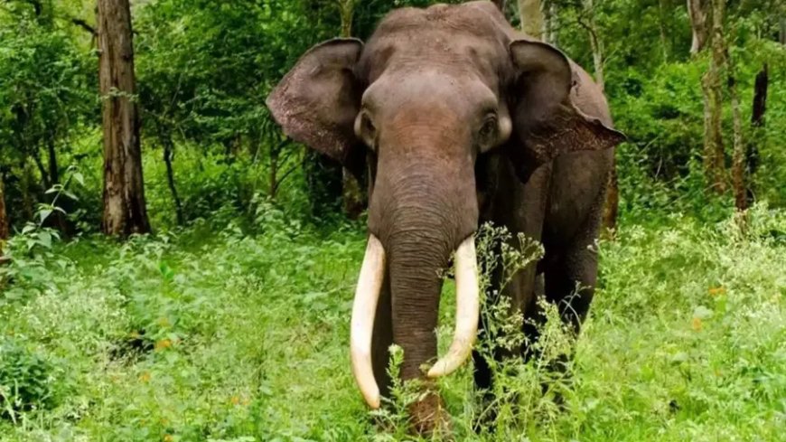 മറയൂരിൽ കാട്ടാന ആക്രമണത്തിൽ ഒരാൾ കൊല്ലപ്പെട്ടു