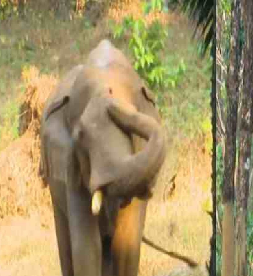 മസ്തകത്തില്‍ പരിക്കേറ്റ നിലയില്‍ കണ്ടെത്തിയ കൊമ്പനാനയെ നാളെ മയക്കുവെടി വെച്ച് പിടികൂടും 