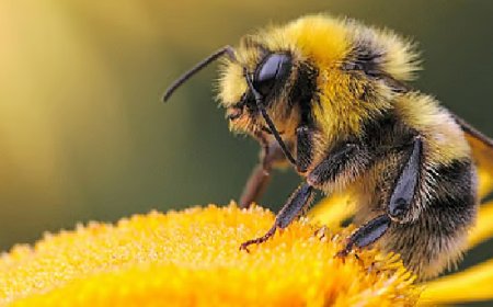 തൃശൂരില്‍ തേനീച്ച ആക്രമണം; നാലുപേർക്ക് പരിക്കേറ്റു, ഒരാളുടെ നില ഗുരുതരം