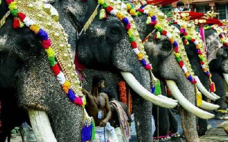 പെരിഞ്ഞനത്ത് ഉത്സവത്തിന് കൊണ്ടുവന്ന ആന ഇടഞ്ഞു; പകല്‍പ്പൂരം ആനയില്ലാതെ 