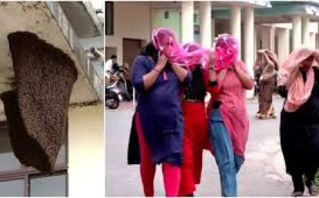 തിരുവനന്തപുരം കളക്ടറേറ്റിൽ ഇന്നും തേനീച്ച ആക്രമണം; 79 പേർ ആശുപത്രിയിൽ