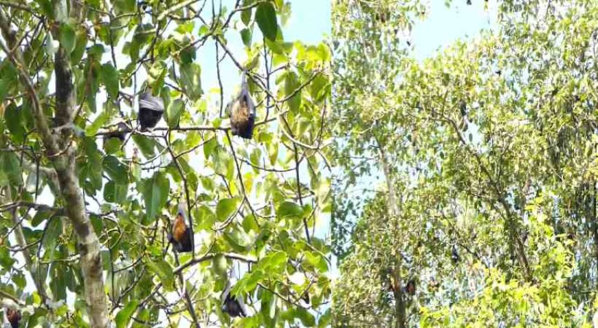 വവ്വാലുകൾ കൂട്ടത്തോടെ ചത്ത നിലയിൽ; സാമ്പിൾ പരിശോധനക്കയച്ചു