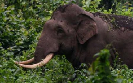 കാട്ടാനയുടെ ചവിട്ടേറ്റ് വീട്ടമ്മ മരിച്ചു 