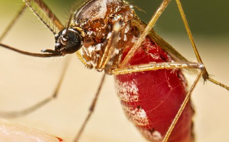 റീയൂണിയന്‍ ദ്വീപുകളില്‍ ചിക്കുന്‍ഗുനിയ വ്യാപനം; കേരളം കരുതിയിരിക്കണമെന്ന് ആരോഗ്യവകുപ്പ്