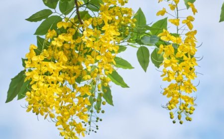 വിഷു ആശംസകൾ നേർന്ന് മുഖ്യമന്ത്രി