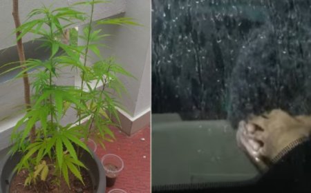 വീട്ടില്‍ കഞ്ചാവ് ചെടികൾ വളര്‍ത്തി; കേന്ദ്രസര്‍ക്കാര്‍ ഉദ്യോഗസ്ഥന്‍ അറസ്റ്റില്‍