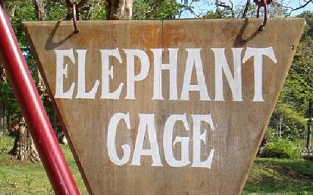 കോന്നി ആനക്കൂട്ടില്‍ കോണ്‍ക്രീറ്റ് തൂണ്‍ ഇളകി വീണു, ഫോട്ടോ എടുക്കുന്നതിനിടെ നാല് വയസുകാരന്‍ മരിച്ചു