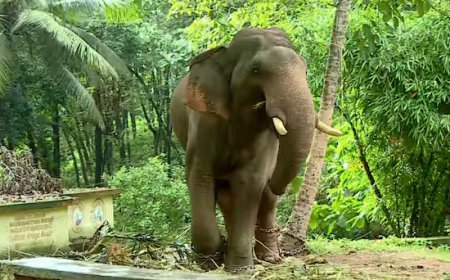 കാളികാവില്‍ കടുവാ ദൗത്യത്തിനായി എത്തിച്ച കുംകിയാന പാപ്പാനെ എടുത്തെറിഞ്ഞു; ഗുരുതരപരിക്ക്