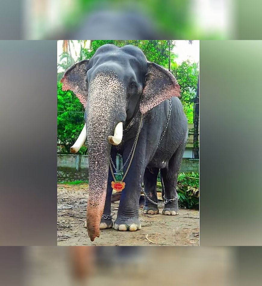 ആനയോട്ടത്തില് നിരവധി തവണ ജേതാവ്; ഗുരുവായൂര് ദേവസ്വം കൊമ്പന് ഗോപീകണ്ണന് ചരിഞ്ഞു