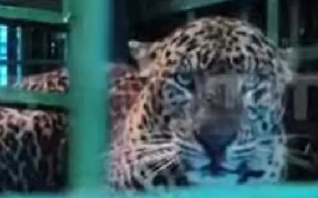 വാൽപ്പാറയിൽ നാലരവയസുകാരിയെ കൊലപ്പെടുത്തിയ നരഭോജി പുലി കൂട്ടിൽ കുടുങ്ങി