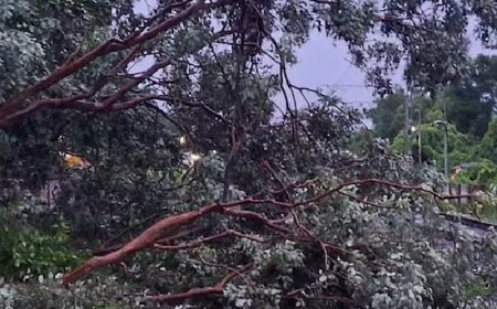 റെയിൽവേ വൈദ്യുതി ലൈനിനു മുകളിലേക്ക് മരം വീണു; ‌‌ട്രെയിൻ ഗതാഗതം തടസപ്പെ‌‌‌‌ട്ടു