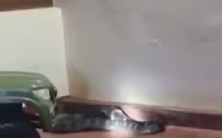 കുട്ടിയുടെ കളിപ്പാട്ടത്തിനിടയില്‍ നിന്ന് രാജവെമ്പാലയെ പിടികൂടി; ഞെട്ടലില്‍ വെമ്പാല