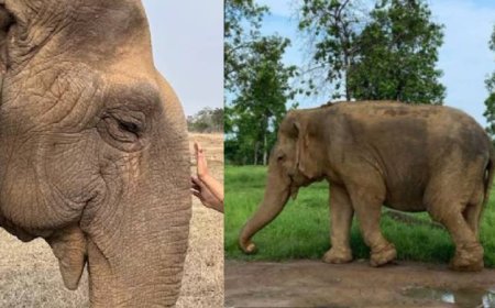 ഏഷ്യയിലെ ഏറ്റവും പ്രായം കൂടിയ ആന ചരിഞ്ഞു