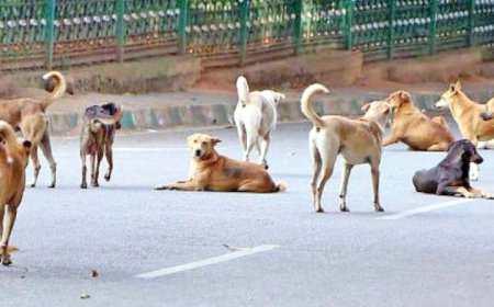 തെരുവുനായ്ക്കൾക്ക് ദിവസവും ചിക്കനും ചോറും; പുതിയ പദ്ധതിയുമായി ബംഗളൂരു കോർപ്പറേഷൻ