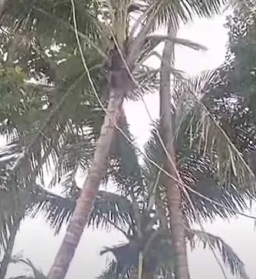 പൊട്ടിവീണ വൈദ്യുതി ലൈനിൽനിന്ന് ഷോക്കേറ്റ് വീട്ടമ്മ മരിച്ചു