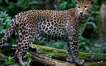 വാല്‍പ്പാറയില്‍ വീടിന് മുന്നില്‍ കളിച്ചുകൊണ്ടിരിക്കെ ഏഴുവയസുകാരനെ പുലി കടിച്ചുകൊന്നു