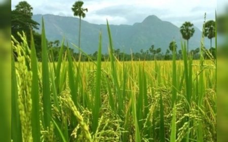 ഇന്ന് ചിങ്ങം ഒന്ന്; പുതുവർഷത്തെ വരവേറ്റ് മലയാളികൾ