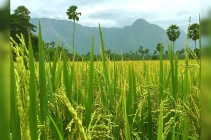 ഇന്ന് ചിങ്ങം ഒന്ന്; പുതുവർഷത്തെ വരവേറ്റ് മലയാളികൾ