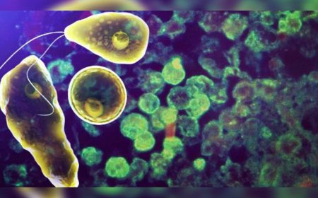 കൊച്ചിയിൽ അമീബിക് മസ്തിഷ്കജ്വരം; രോഗം സ്ഥിരീകരിച്ചത് ലക്ഷദ്വീപ് സ്വദേശിക്ക്