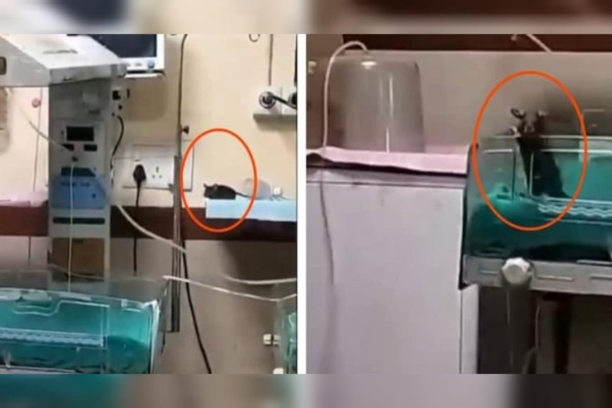 മധ്യപ്രദേശിലെ ആശുപത്രിയില്‍ ഐസിയുവിലായിരുന്ന രണ്ട് നവജാതശിശുക്കളെ എലി കടിച്ചു