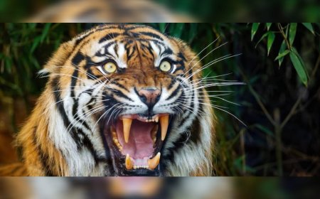 കര്‍ണാടകയില്‍ കര്‍ഷകന് നേരെ കടുവയുടെ ആക്രമണം