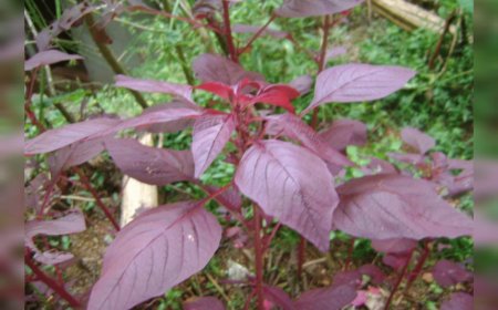 ചീര... ചർമ്മത്തിനും മുടിക്കും ഉത്തമം