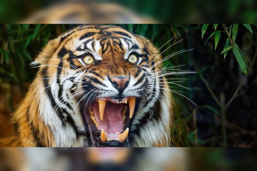 കര്‍ണാടകയില്‍ കര്‍ഷകന് നേരെ കടുവയുടെ ആക്രമണം