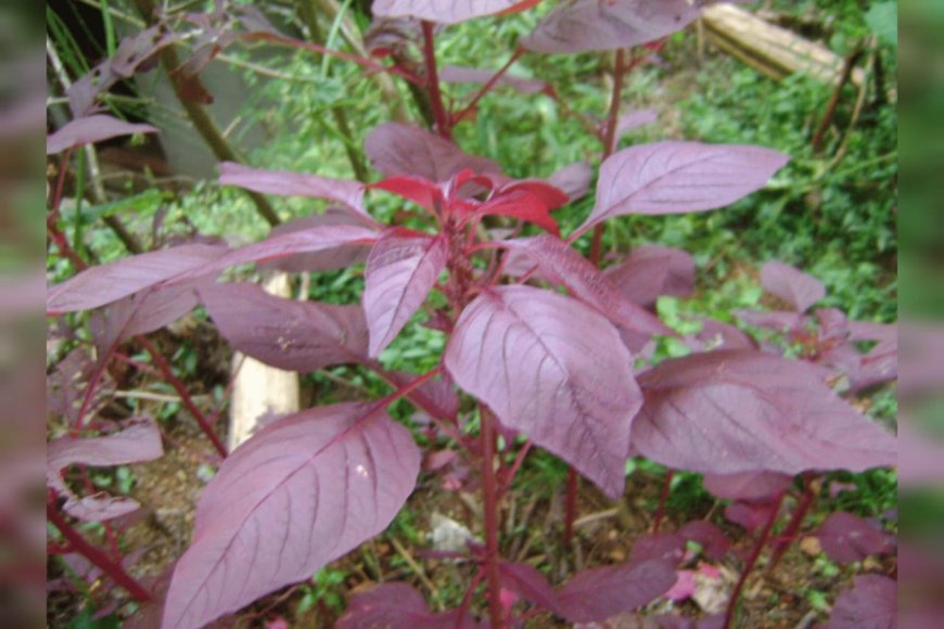 ചീര... ചർമ്മത്തിനും മുടിക്കും ഉത്തമം