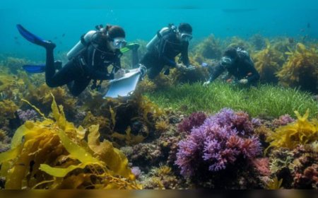 രാജ്യത്തെ ആദ്യ അന്താരാഷ്ട്ര സീവീഡ് സിംപോസിയം അടുത്തവർഷം കൊച്ചിയിൽ