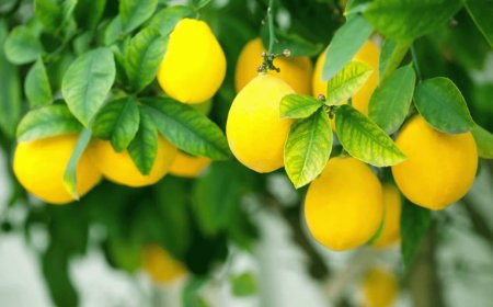 യൂറിക് ആസിഡ് നിയന്ത്രിക്കാൻ പഴങ്ങൾ: അറിയേണ്ടതെല്ലാം