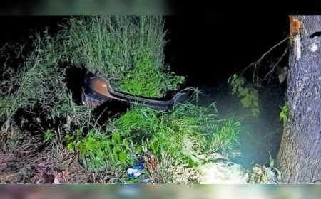 പാലക്കാട് കാട്ടുപന്നി കുറുകെ ചാടി: കാർ മരത്തിലിടിച്ച് മൂന്ന് യുവാക്കൾക്ക് ദാരുണാന്ത്യം