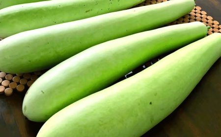 രക്തസമ്മർദ്ദവും പ്രമേഹവും നിയന്ത്രിക്കാൻ ചുരയ്ക്ക: ഔഷധഗുണങ്ങൾ ഏറെ