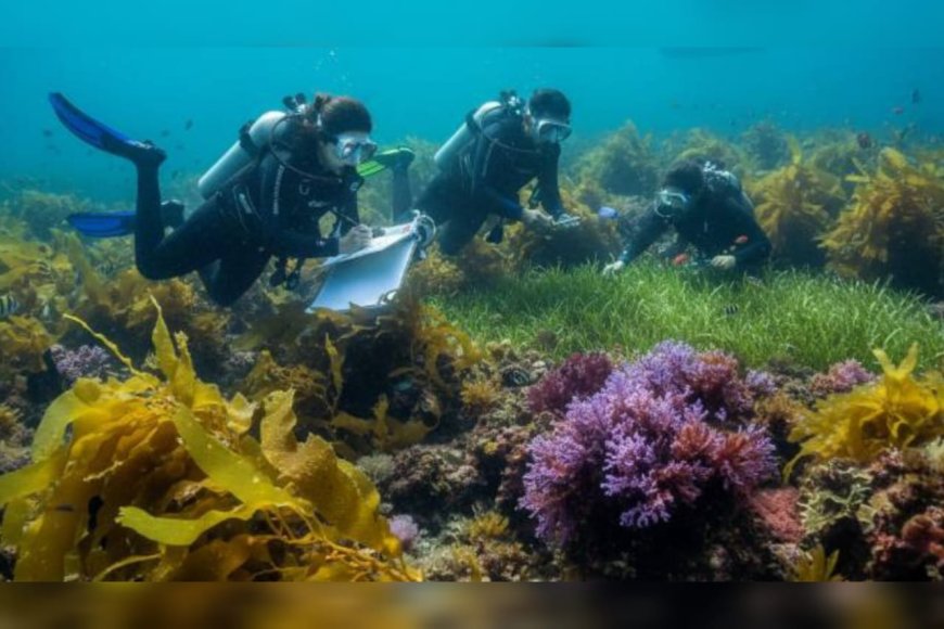 രാജ്യത്തെ ആദ്യ അന്താരാഷ്ട്ര സീവീഡ് സിംപോസിയം അടുത്തവർഷം കൊച്ചിയിൽ