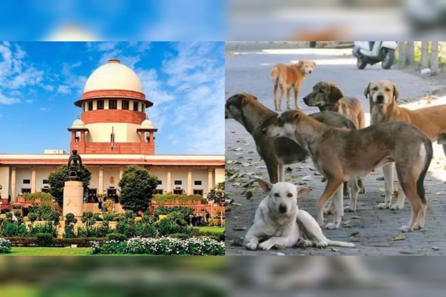 തെരുവുനായ പ്രശ്നത്തിൽ സുപ്രധാന ഉത്തരവുമായി സുപ്രീം കോടതി