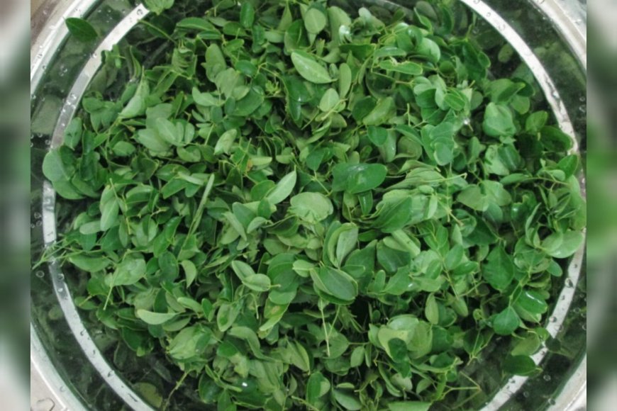 വിളർച്ച അകറ്റാൻ അയേൺ സമൃദ്ധമായ സസ്യാഹാരങ്ങൾ: ഡയറ്റിൽ നിർബന്ധമായും ഉൾപ്പെടുത്തേണ്ടവ