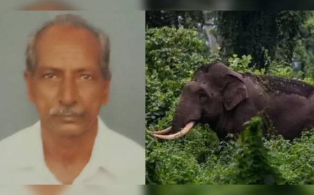 സംസ്ഥാനത്ത് വീണ്ടും കാട്ടാന ആക്രമണം; 75 കാരനെ കാട്ടാന ചവിട്ടിക്കൊന്നു