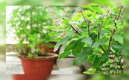 ആരോഗ്യവും അഴകും ഒരുപോലെ നൽകും തുളസി; അമിതഭാരം കുറയ്ക്കാനും മികച്ചതെന്ന് പഠനങ്ങൾ