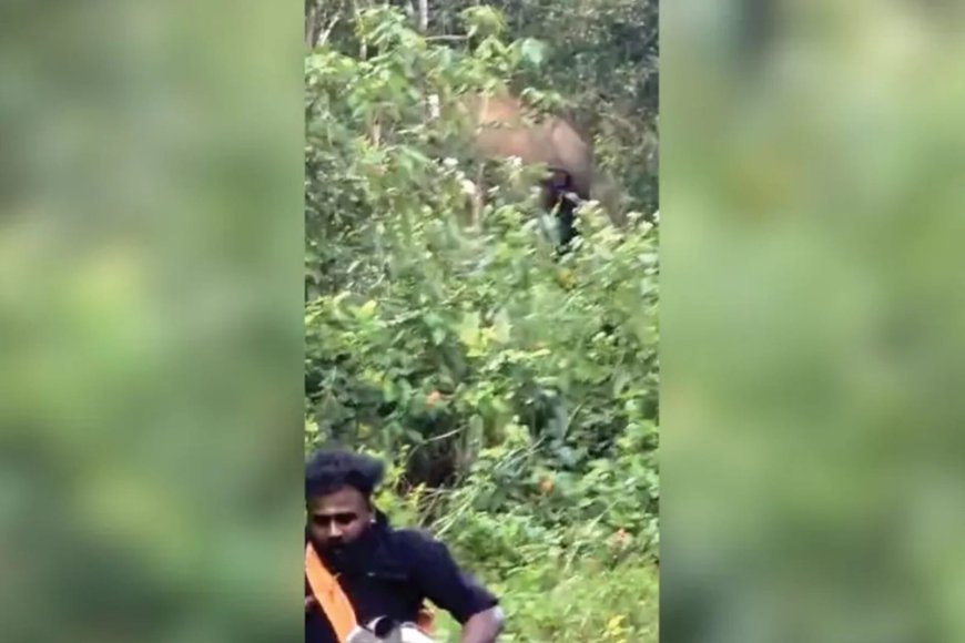 പുല്ലുമേട്ടില്‍ ഭക്തര്‍ക്കുനേരേ പാഞ്ഞടുത്ത് കാട്ടാന; ആനയ്ക്കടിയില്‍പ്പെട്ട തീര്‍ഥാടകന്‍ രക്ഷപ്പെട്ടത് അദ്ഭുതകരമായി 