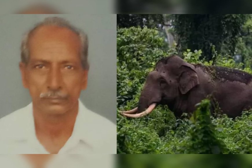 സംസ്ഥാനത്ത് വീണ്ടും കാട്ടാന ആക്രമണം; 75 കാരനെ കാട്ടാന ചവിട്ടിക്കൊന്നു
