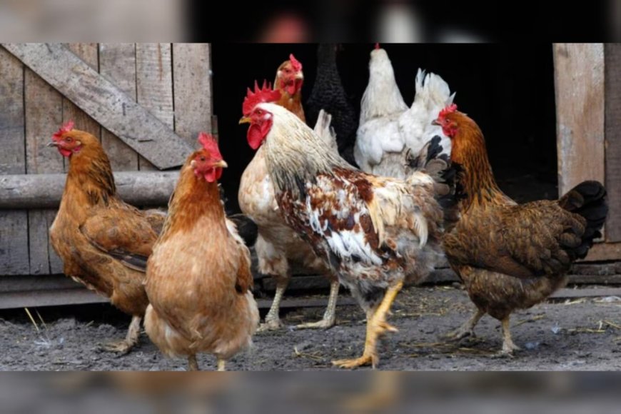 ആലപ്പുഴയിലും കോട്ടയത്തും പക്ഷിപ്പനി സ്ഥിരീകരിച്ചു; ജാഗ്രതാ നിർദേശം