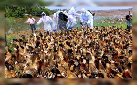 പക്ഷിപ്പനി: ആല്ലപുഴ ജില്ലയിൽ കള്ളിങ്ങിന് വിധേയമാക്കിയത് 7,625 പക്ഷികളെ