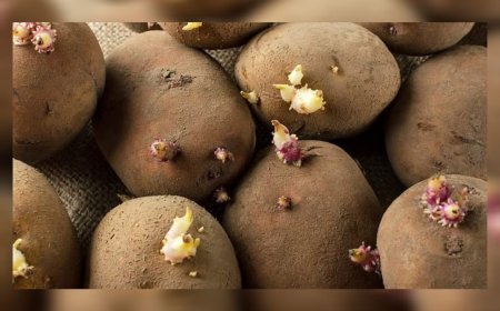 മുള വന്ന ഉരുളക്കിഴങ്ങ് വിഷമാകാമോ? അറിഞ്ഞിരിക്കേണ്ട ആരോഗ്യ വസ്തുതകൾ