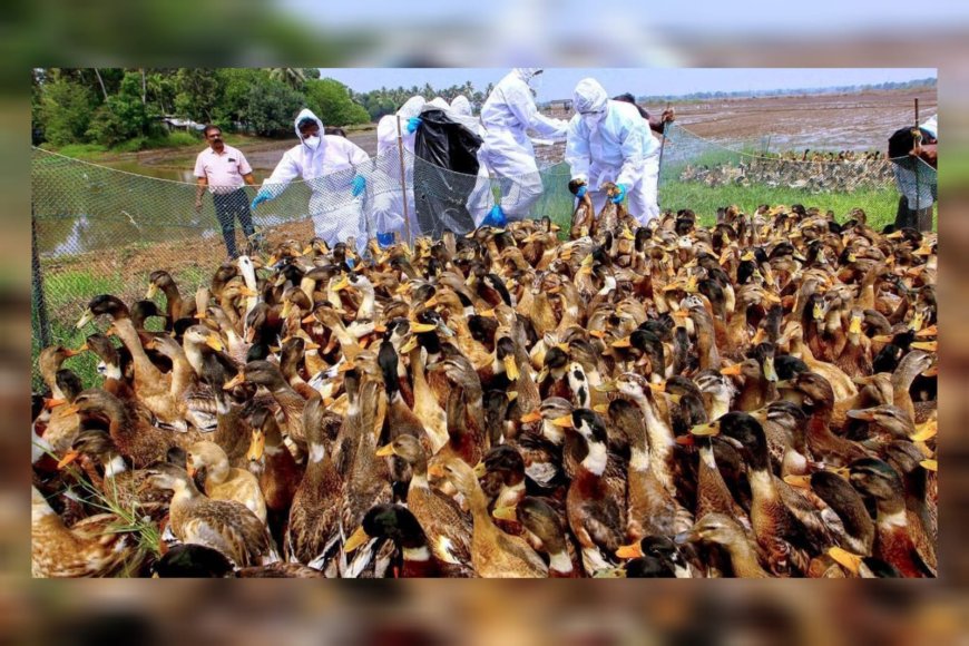 പക്ഷിപ്പനി: ആല്ലപുഴ ജില്ലയിൽ കള്ളിങ്ങിന് വിധേയമാക്കിയത് 7,625 പക്ഷികളെ