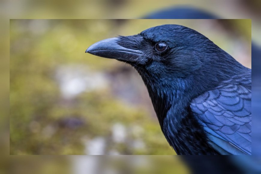 കണ്ണൂരിൽ പക്ഷിപ്പനി സ്ഥിരീകരിച്ചു; രോഗബാധ കാക്കകളില്‍